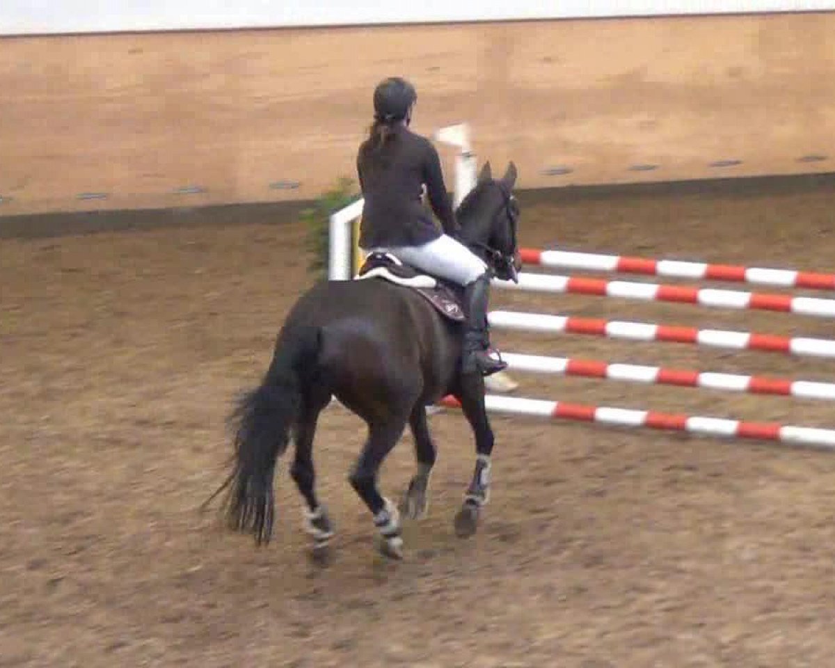 Zuchtstute Olieta Ociende (KWPN (Niederländisches Warmblut), 1996, von Partout)