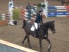 jumper Chico 887 (Holsteiner, 2008, from Contender)