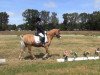 dressage horse Ronaldo (Welsh-Pony (Section B), 1998, from Rebello)