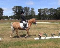 dressage horse Ronaldo (Welsh-Pony (Section B), 1998, from Rebello)