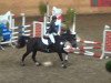 jumper Baron 330 (Austrian Reitpony, 2002, from Gerlof)