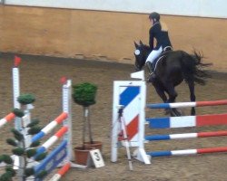 jumper Sassiscaya (Hanoverian, 2007, from Stedinger)