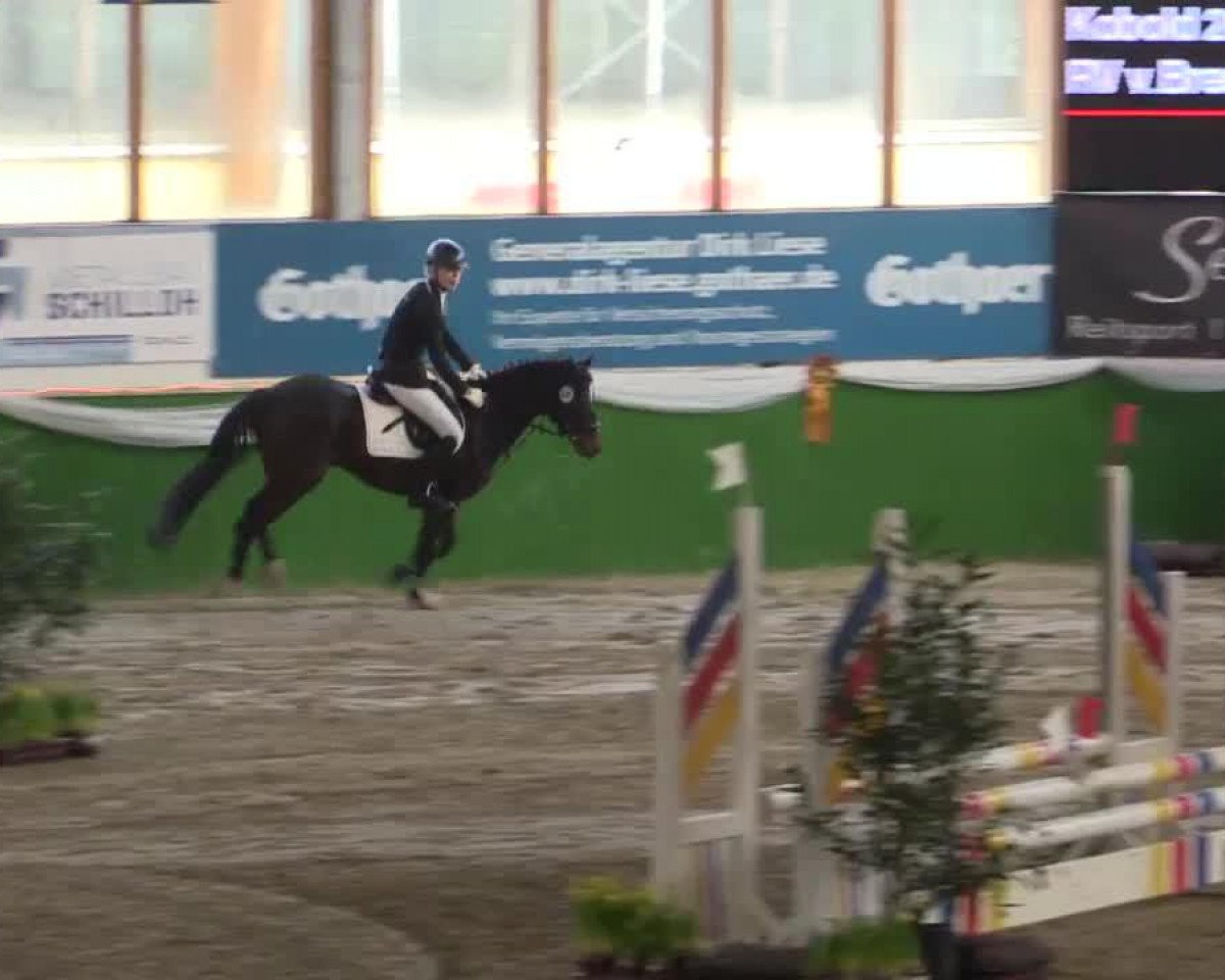 dressage horse Kobold 280 (German Riding Pony, 2008, from Kennedy WE)