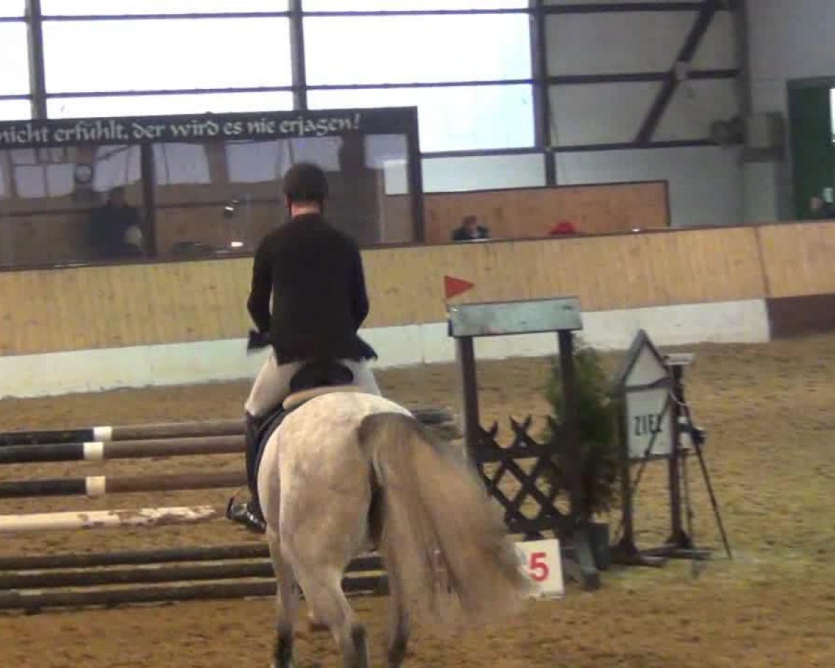 jumper Canberra 45 (Holsteiner, 2008, from Calido I)