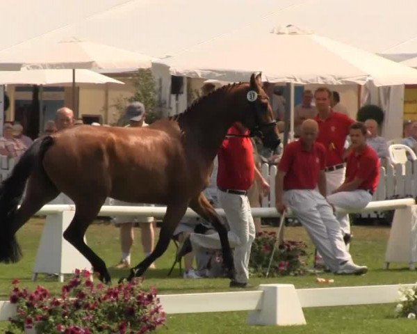 broodmare Artistic (Westphalian, 2010, from Ampère)