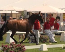 broodmare Artistic (Westphalian, 2010, from Ampère)