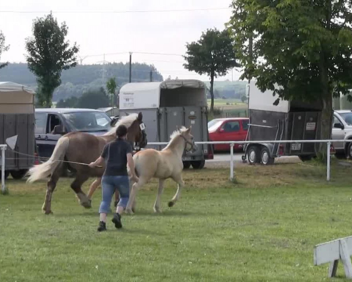 horse Hengst von Elton von Söhre (Rhenish-German Cold-Blood, 2013, from Elton von Söhre)