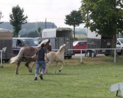 horse Hengst von Elton von Söhre (Rhenish-German Cold-Blood, 2013, from Elton von Söhre)