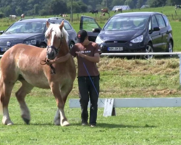 horse Hanna (Rhenish-German Cold-Blood, 2010, from Helmut)