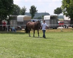 broodmare Stute von Fürst Piccolo (Westphalian, 2009, from Fürst Piccolo)