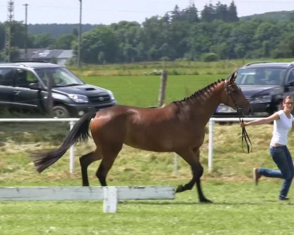 jumper Stute von Christiano (Westphalian, 2010, from Christiano)