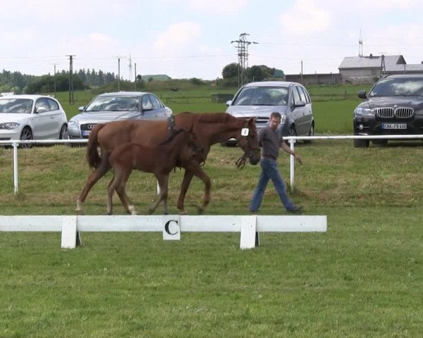 dressage horse Stute von Fleury (Westphalian, 2013, from Fleury)