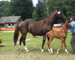 stallion Lautrec (Rhinelander, 2013, from Vitalis)