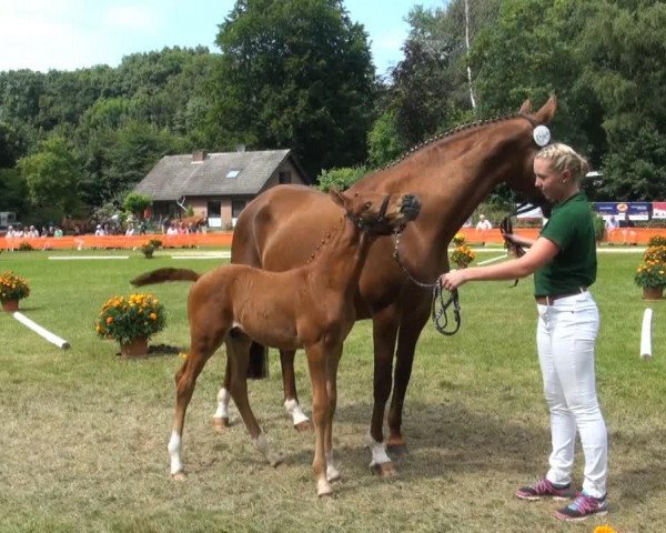 dressage horse Hengst von Special Agent Amour (Rhinelander, 2013, from Special Agent Amour)