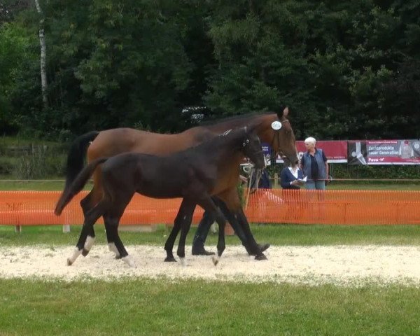 dressage horse Emilio H (Rhinelander, 2013, from Enzo Ferrari)