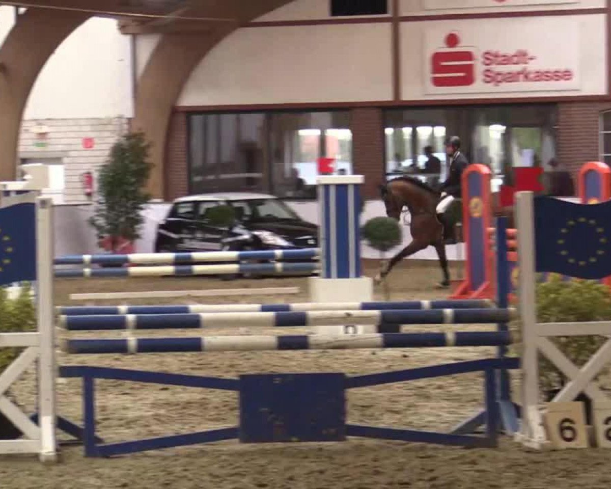 jumper Cor du Lys (Westphalian, 2009, from Cornet's Prinz)