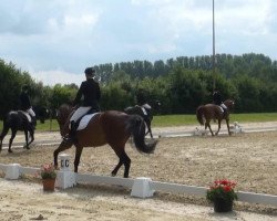 dressage horse Calmany S (Westphalian, 2001)