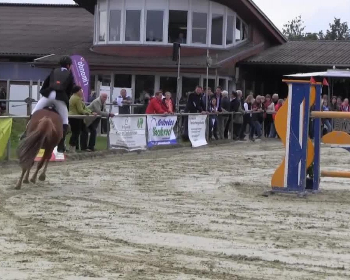 Springpferd Makao 26 (unbekannt, 1997)