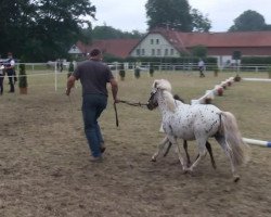 horse Hengst von Fürstentanz (Dt.Part-bred Shetland pony, 2013, from Fuerstentanz)