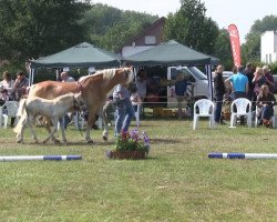 Pferd Stute von Standard (Haflinger, 2013, von Standard)