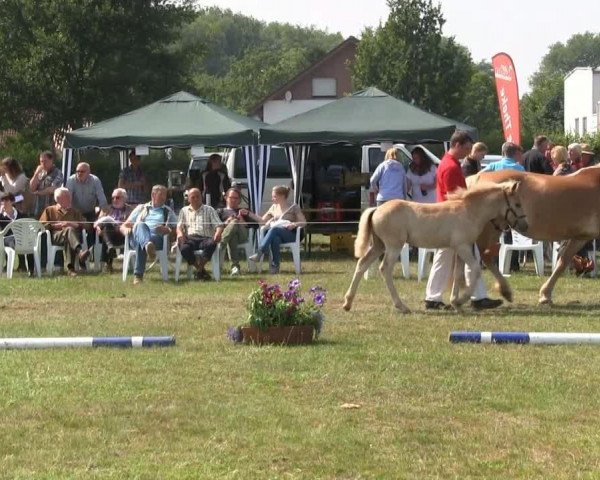 Pferd Hengst von Aaron B (Haflinger, 2013, von Aaron-B)