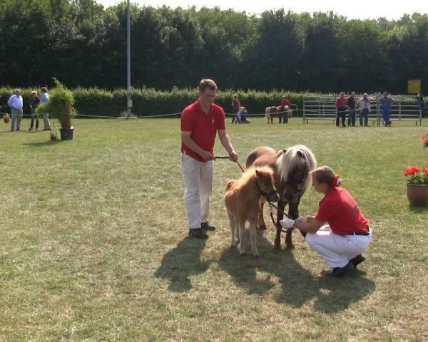 horse Liebhart's Mika (Dt.Part-bred Shetland pony, 2013, from Maxx)