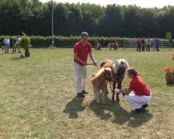 Pferd Liebhart's Mika (Dt.Part-bred Shetland Pony, 2013, von Maxx)