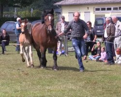 Pferd Stute von Higgins (Rheinisch-Deutsches Kaltblut, 2013, von Higgins)