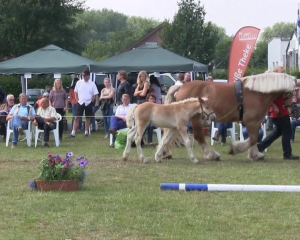 Pferd Stute von Helmut (Rheinisch-Deutsches Kaltblut, 2013, von Helmut)