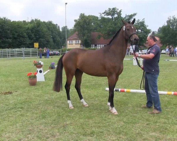 broodmare Sternschnuppe (Westphalian, 2010, from Show Star)