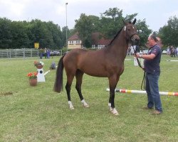 Zuchtstute Sternschnuppe (Westfale, 2010, von Show Star)