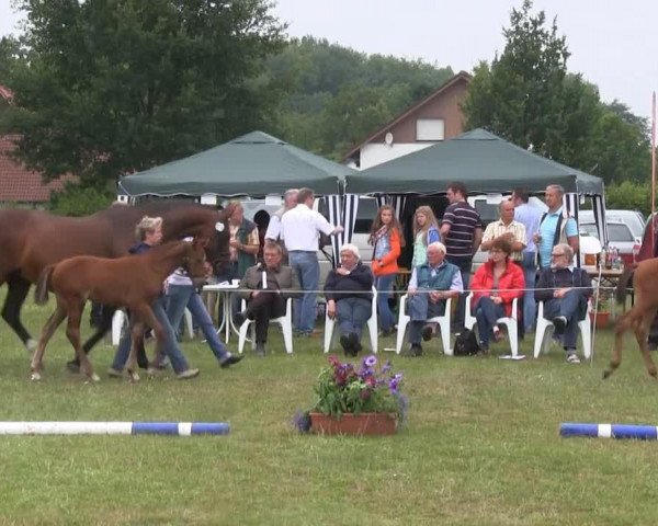 dressage horse Real Dream 7 (Westphalian, 2013, from Rational 2)