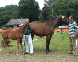 dressage horse Hengst von Benicio (Rhinelander, 2013, from Callaho's Benicio)