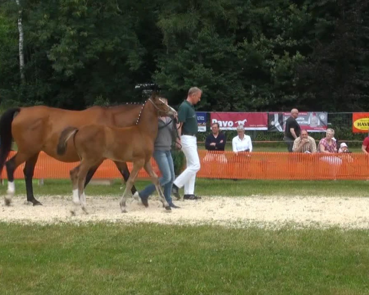 horse Coliando H (Rhinelander, 2013, from Colestus)