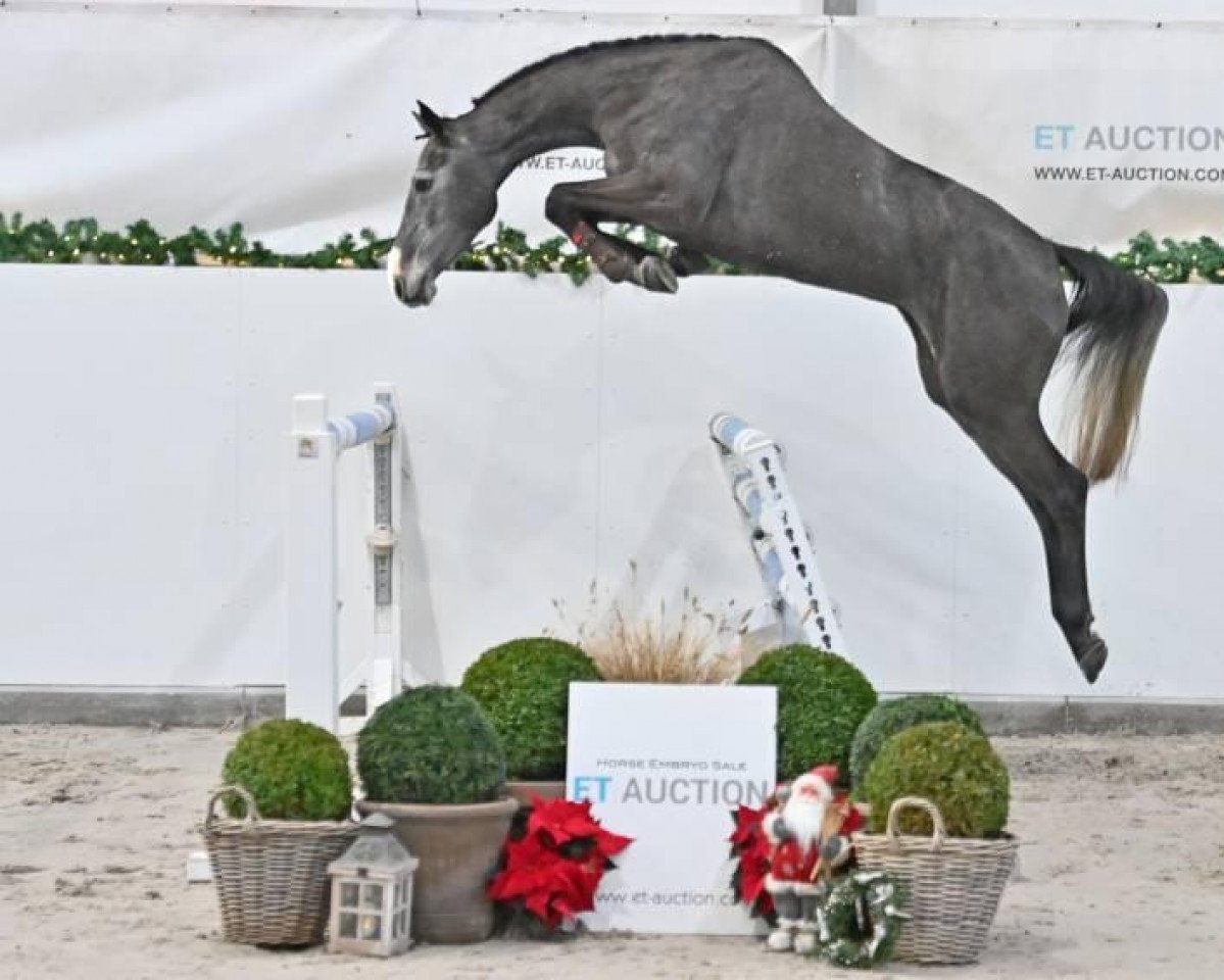 jumper Cerise D'Amour Z (Zangersheide riding horse, 2017, from VDL Cardento 933)