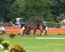 dressage horse Hengst von Feedback (Rhinelander, 2013, from Feedback 16)