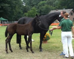 stallion Braveaux 2 (Rhinelander, 2013, from Bordeaux 28)