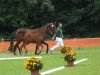 dressage horse Sir Strahlemann (Rhinelander, 2013, from Sir Donnerhall I)