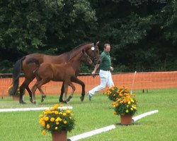 dressage horse Sir Strahlemann (Rhinelander, 2013, from Sir Donnerhall I)