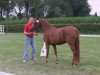 dressage horse Das Dornröschen (German Riding Pony, 2010, from Der feine Lord AT)