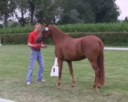 Dressurpferd Das Dornröschen (Deutsches Reitpony, 2010, von Der feine Lord AT)