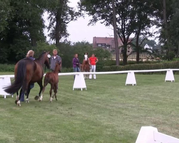 dressage horse Hengst von Rex the Robber (German Riding Pony, 2013, from Rex the Robber)