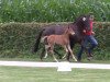 jumper Henne's Ricky (German Riding Pony, 2013, from Oosteinds Ricky)