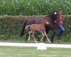 Springpferd Henne's Ricky (Deutsches Reitpony, 2013, von Oosteinds Ricky)