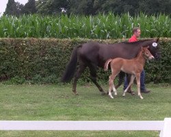 broodmare Neyla 5 (German Riding Pony, 2013, from Nutrix)