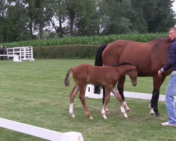 Springpferd Hengst von Tamango (Westfale, 2013, von Tamango)