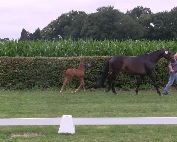 dressage horse Stute von Stockholm (Westphalian, 2013, from Stockholm)