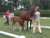 dressage horse Fines 9 (Westphalian, 2013, from Fidertanz)