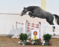 stallion Adenauer (German Sport Horse, 2018, from Asagao xx)