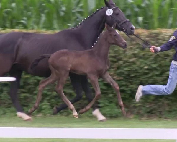 Dressurpferd Daylight Dancer BK (Westfale, 2013, von Daley Thompson)